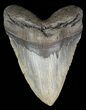 Huge, Megalodon Tooth - North Carolina #58486-1